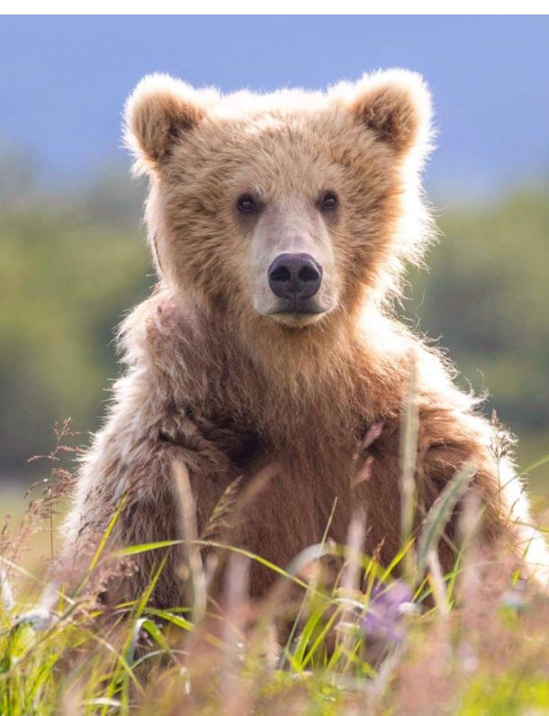 Alaskan Bear Cub 