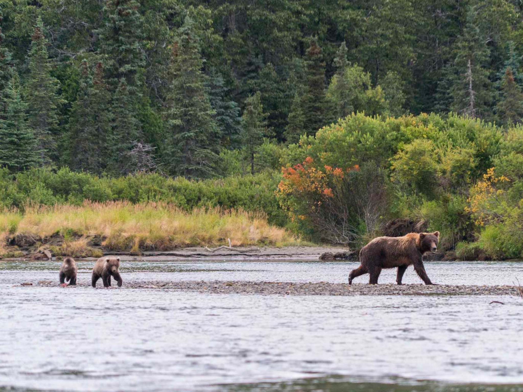 Bear Viewing on 