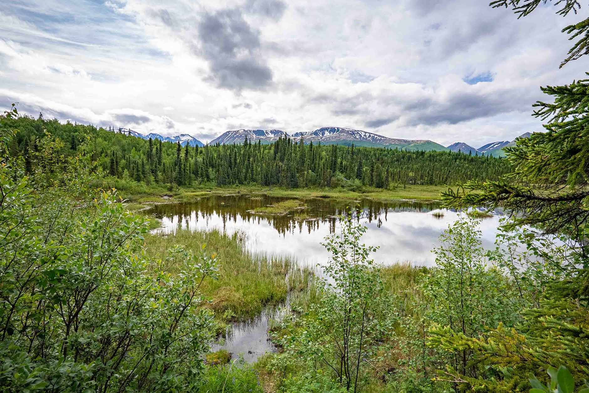 Beaver Ponds on Beaver Pond Loop Hike Lake Clark 