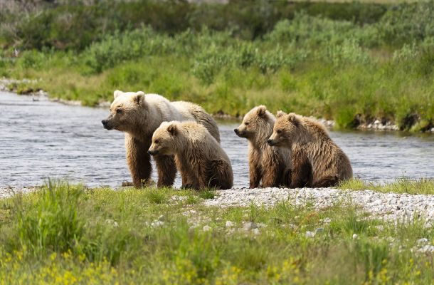 Alaskan Brown Bear Watching 
