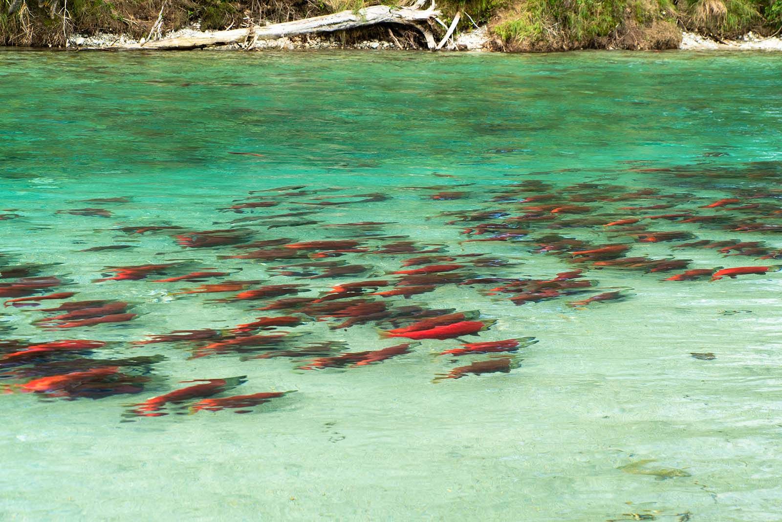 Thousands of Sockeye salmon in crystal clear water