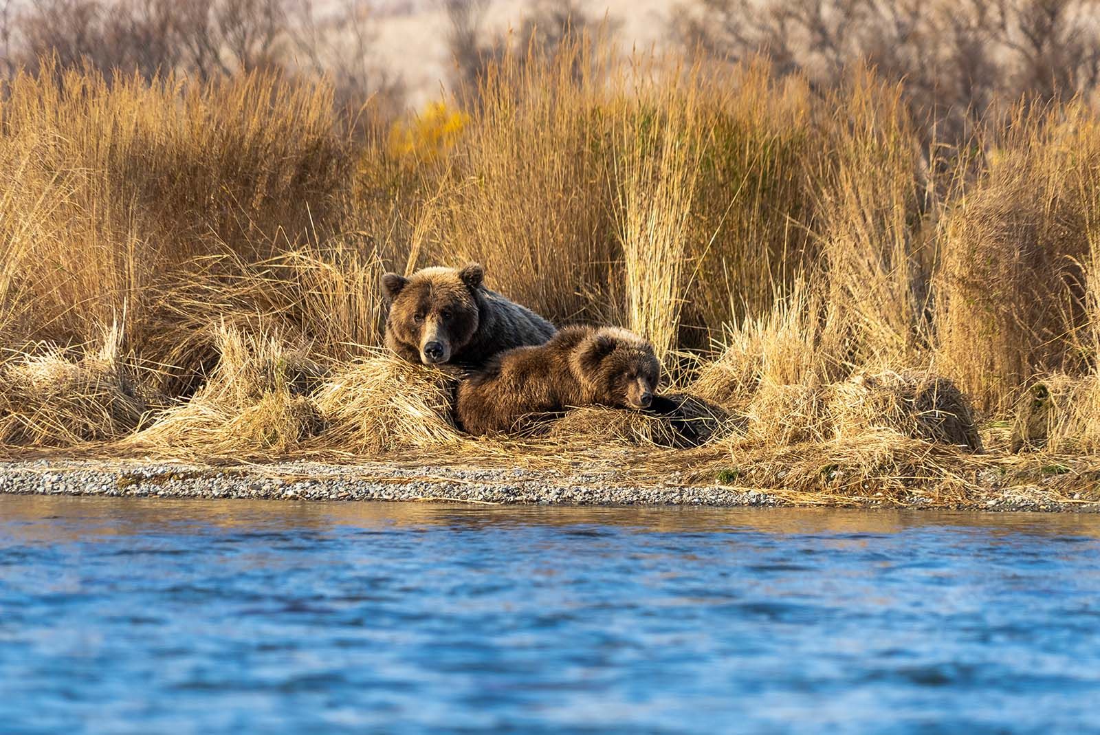 Sleepy Bears on Moraine Creek Alaska 