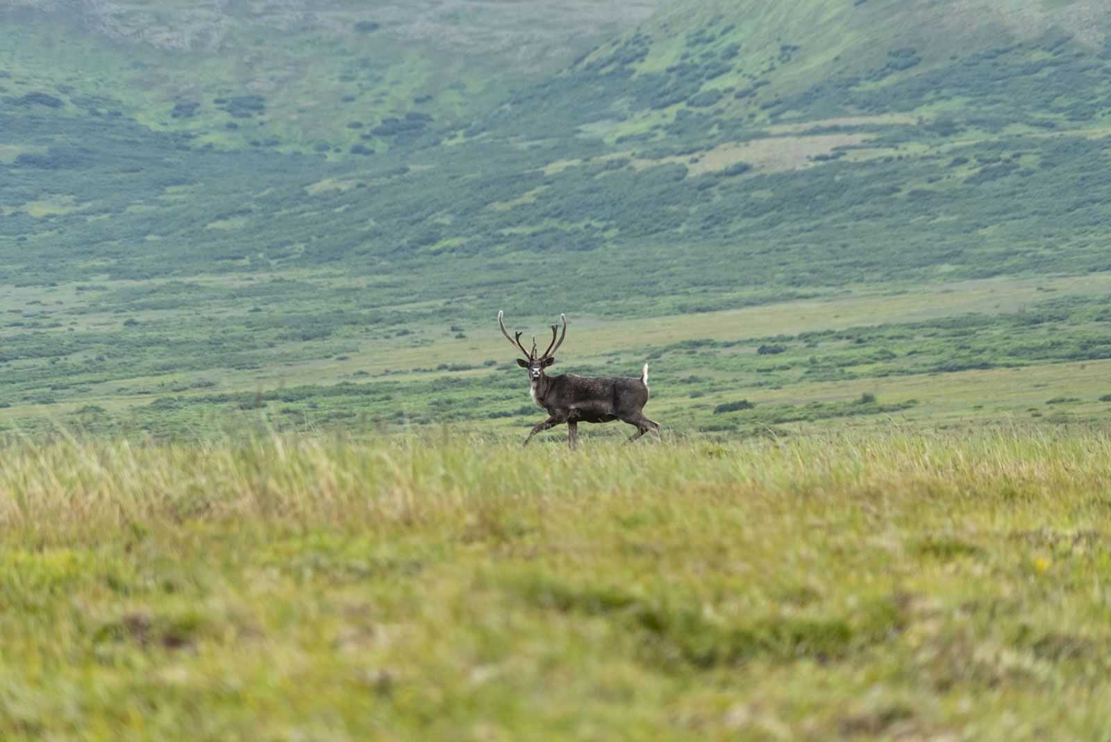 Male Caribou running in Lake Clark National Park 