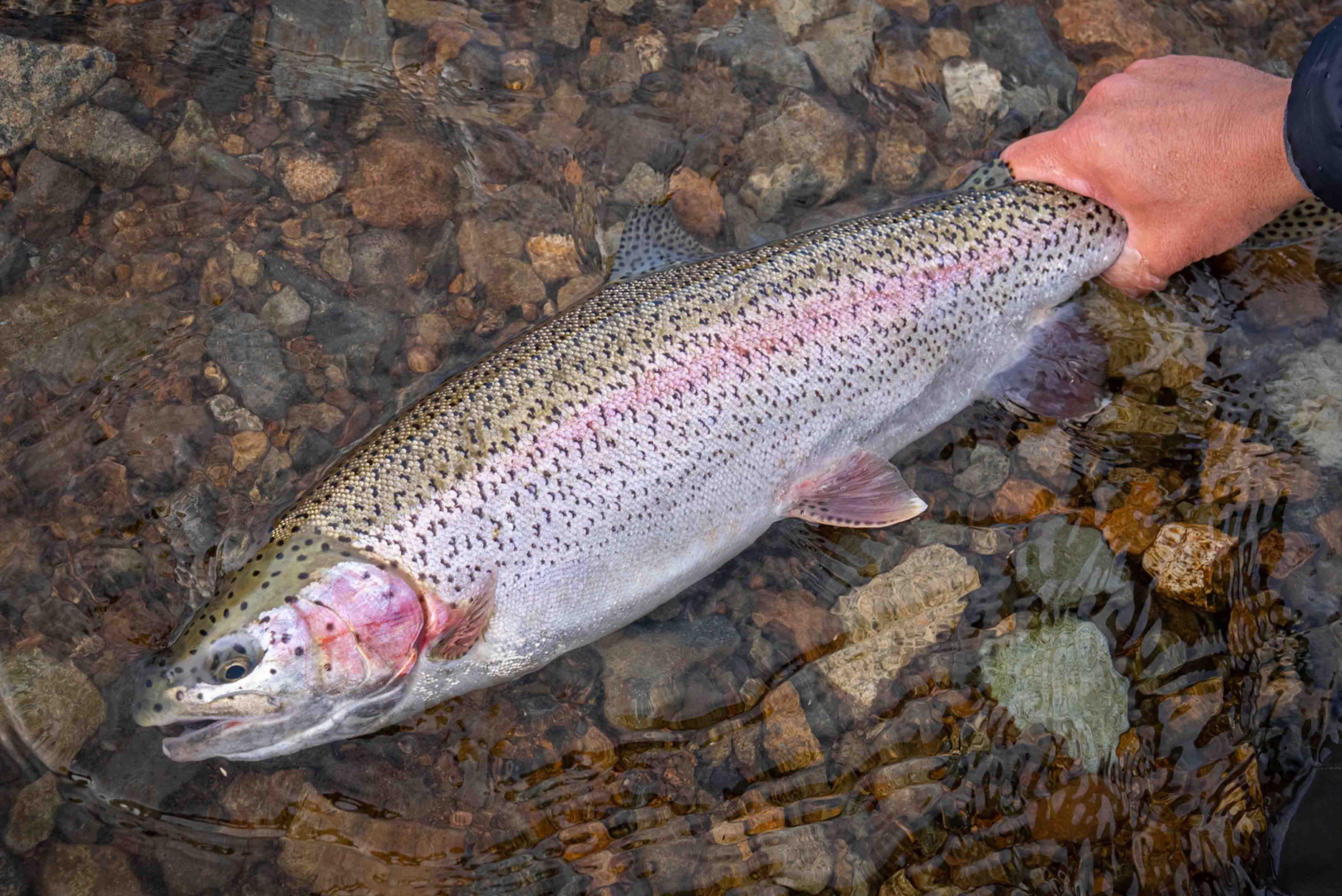 Silver salmon with fresh sea lice