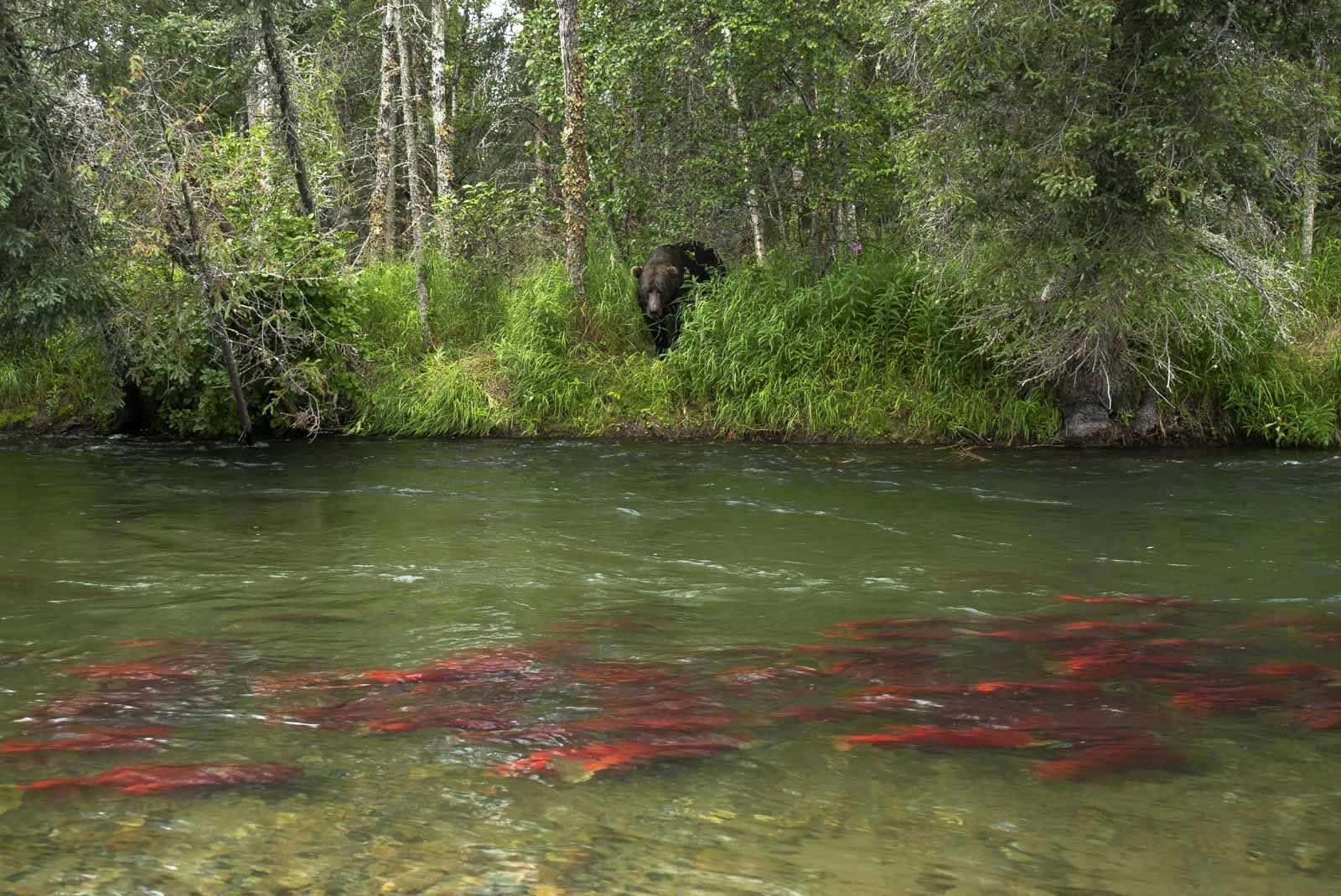 Bear stalking sockeye salmon in Lake Clark 