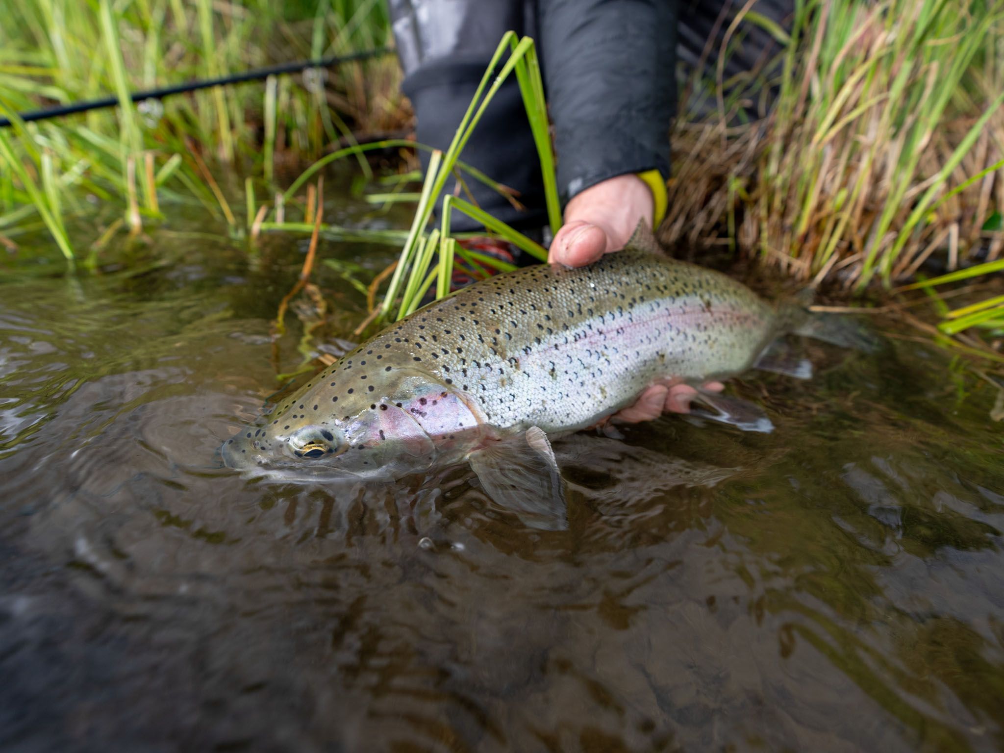 Tazinima River Rainbow Trout 