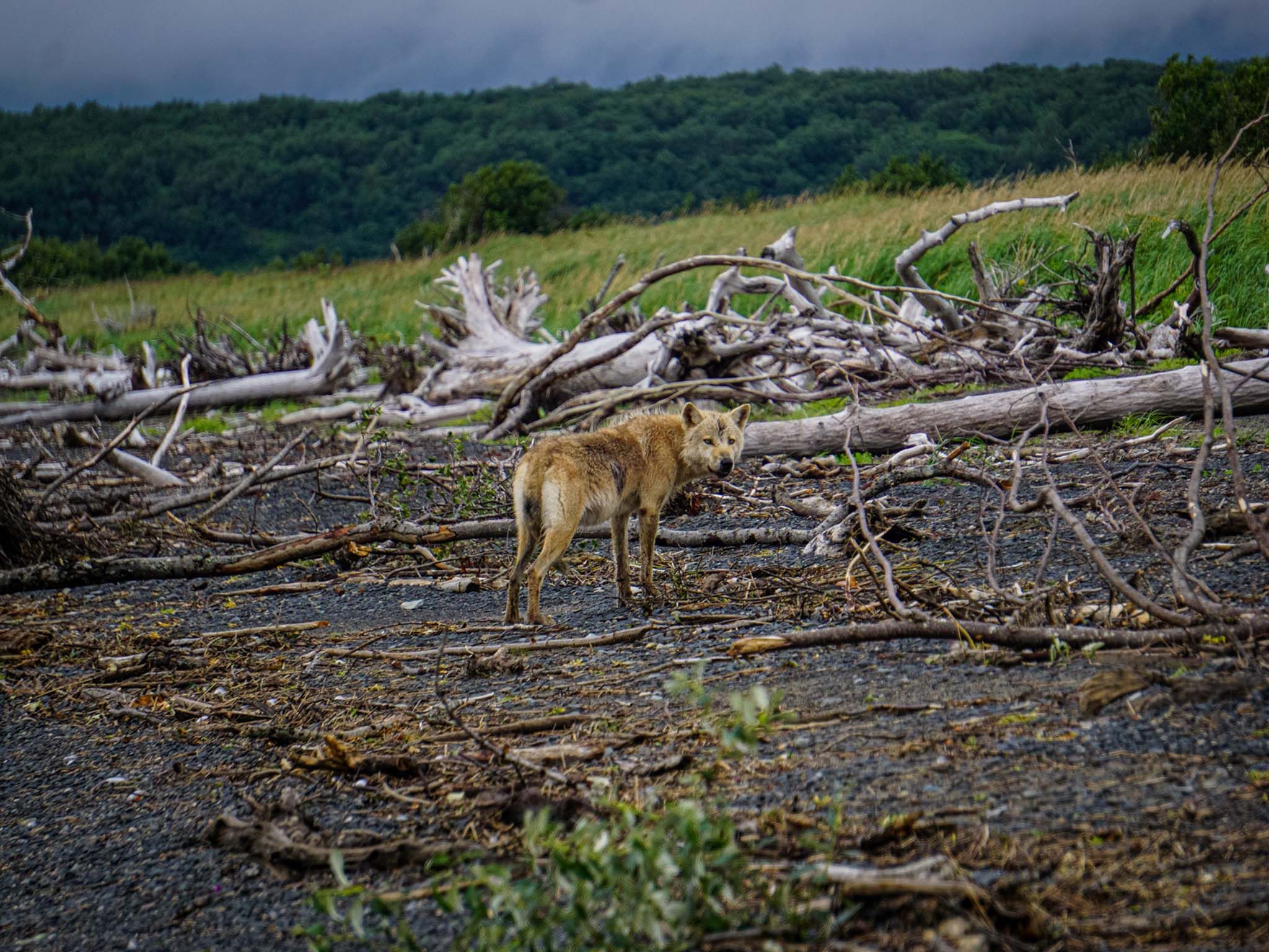 Wolf Scavenging Katmai Alaska 