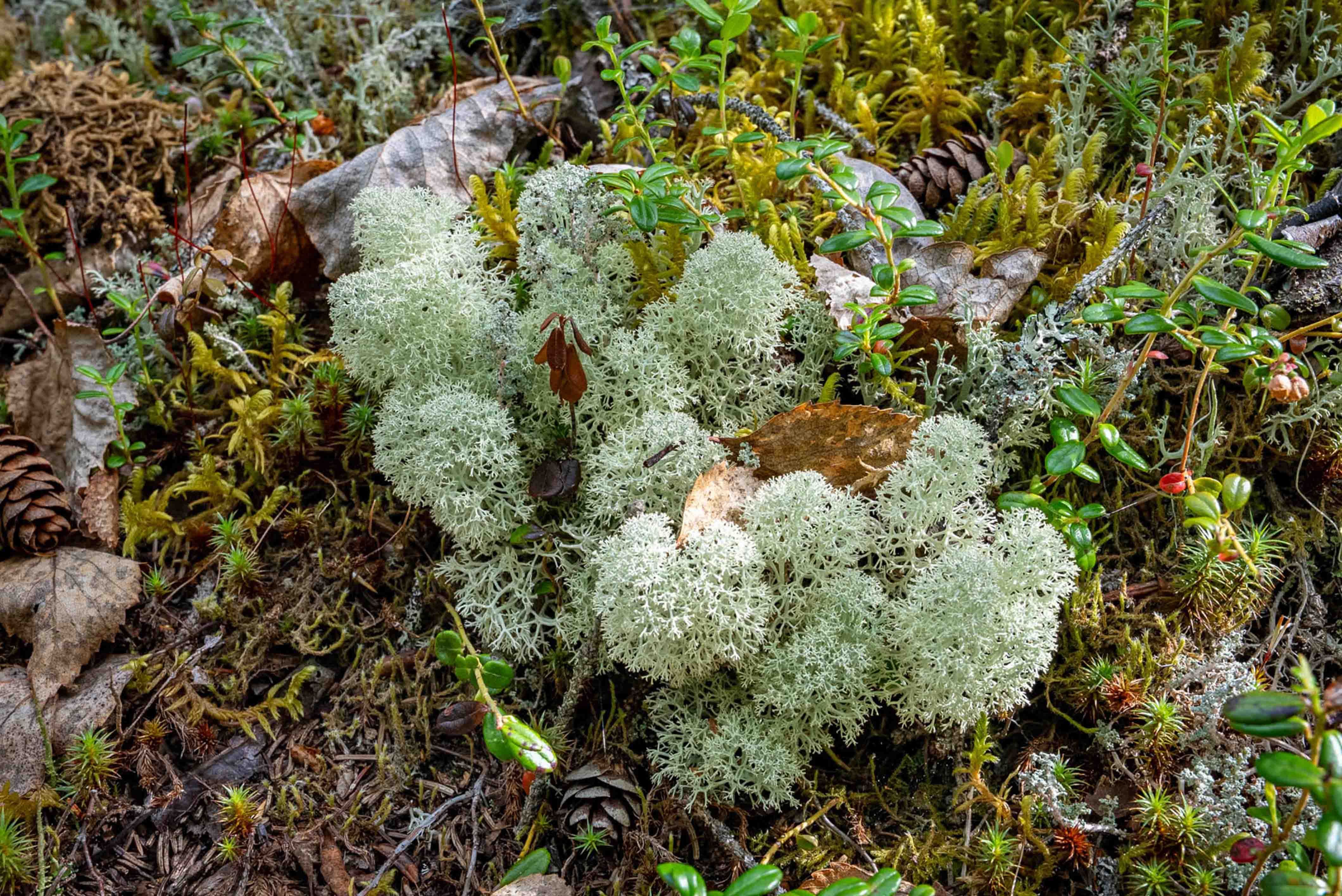 Lichen on Tanalian Falls Trail Hike