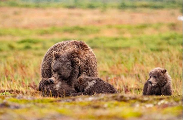 Fly Out Fishing Lake Clark Alaska