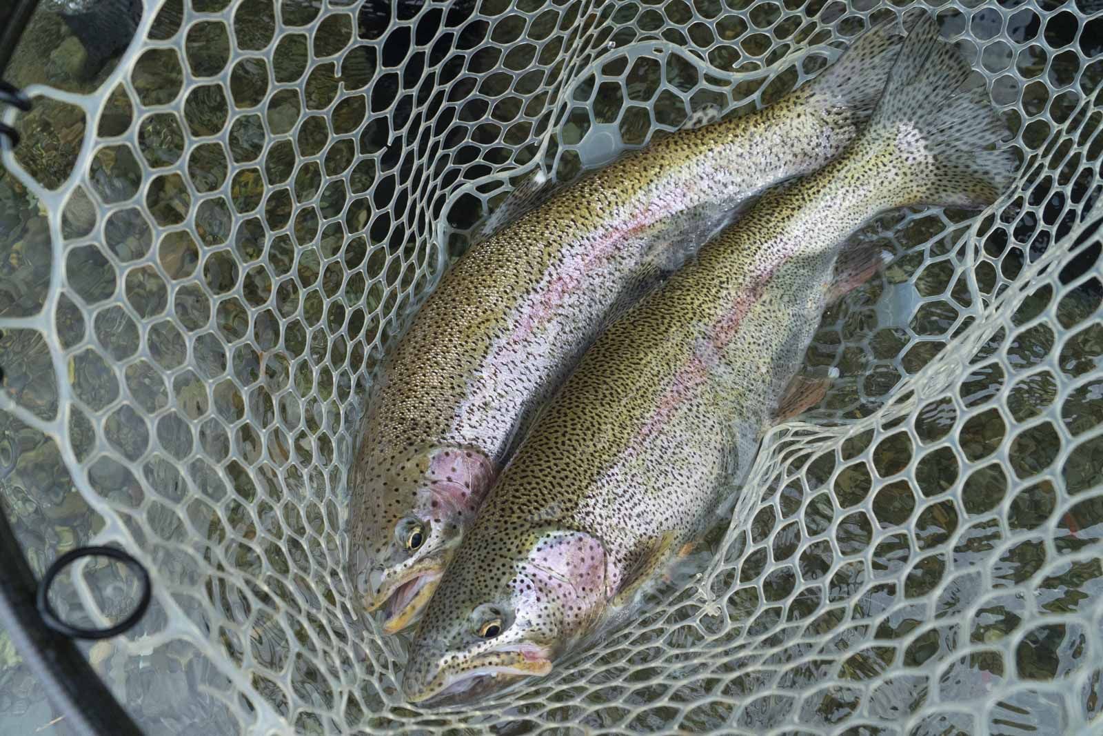 A Net Full Of Rainbow Trout Alaska