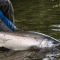 Silver Salmon on the Kamishak River Katmai 