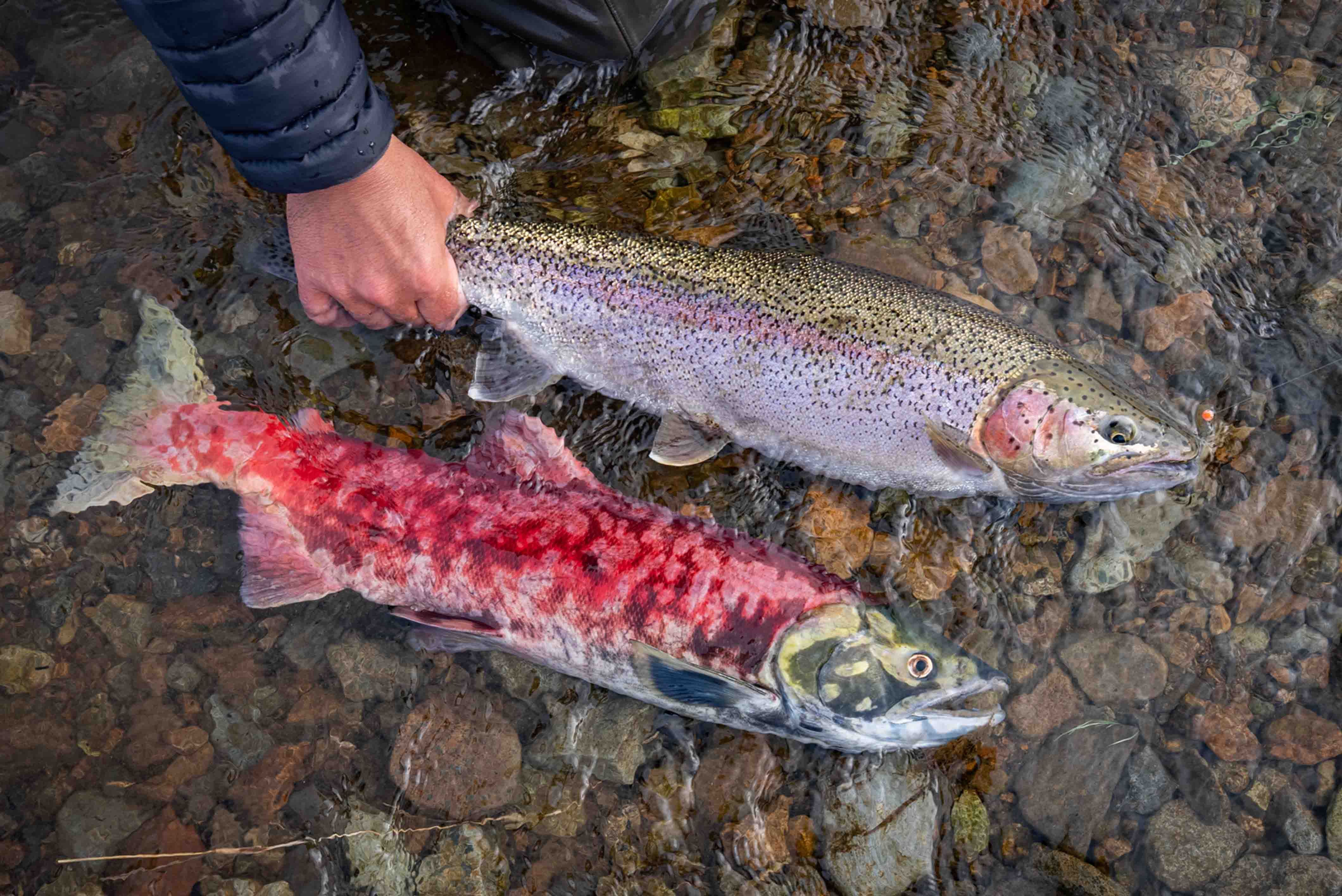 Mouse Eating Rainbow Trout Alaska 