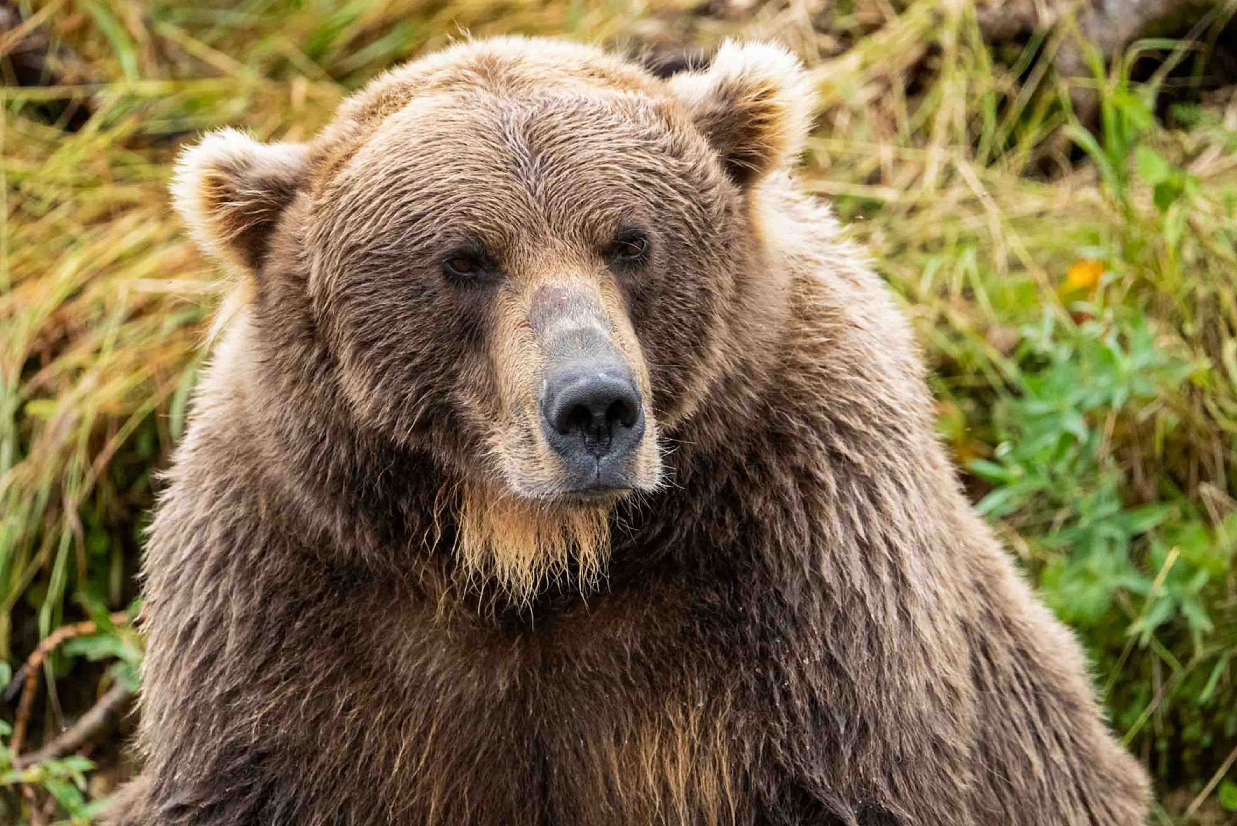 Saint Augustine Volcano at Sunrise 