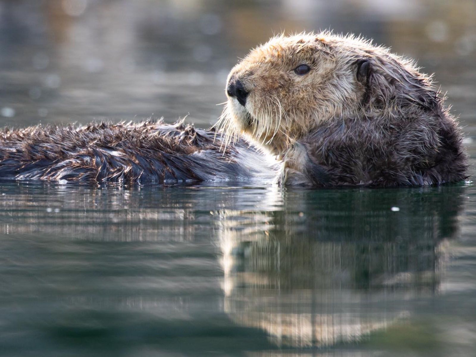 Alaska Sea Otter 