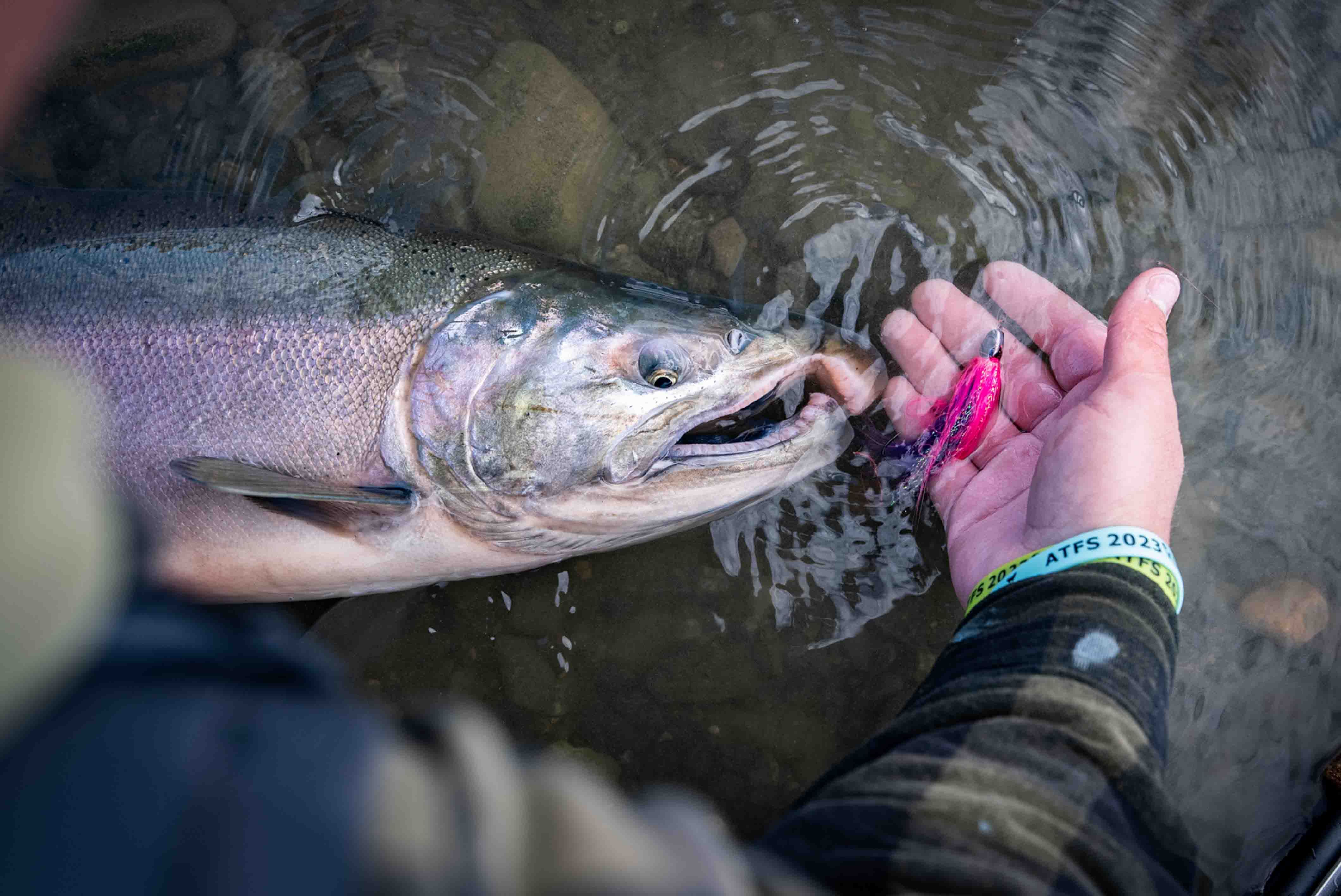Coho Salmon Fishing Katmai Coast