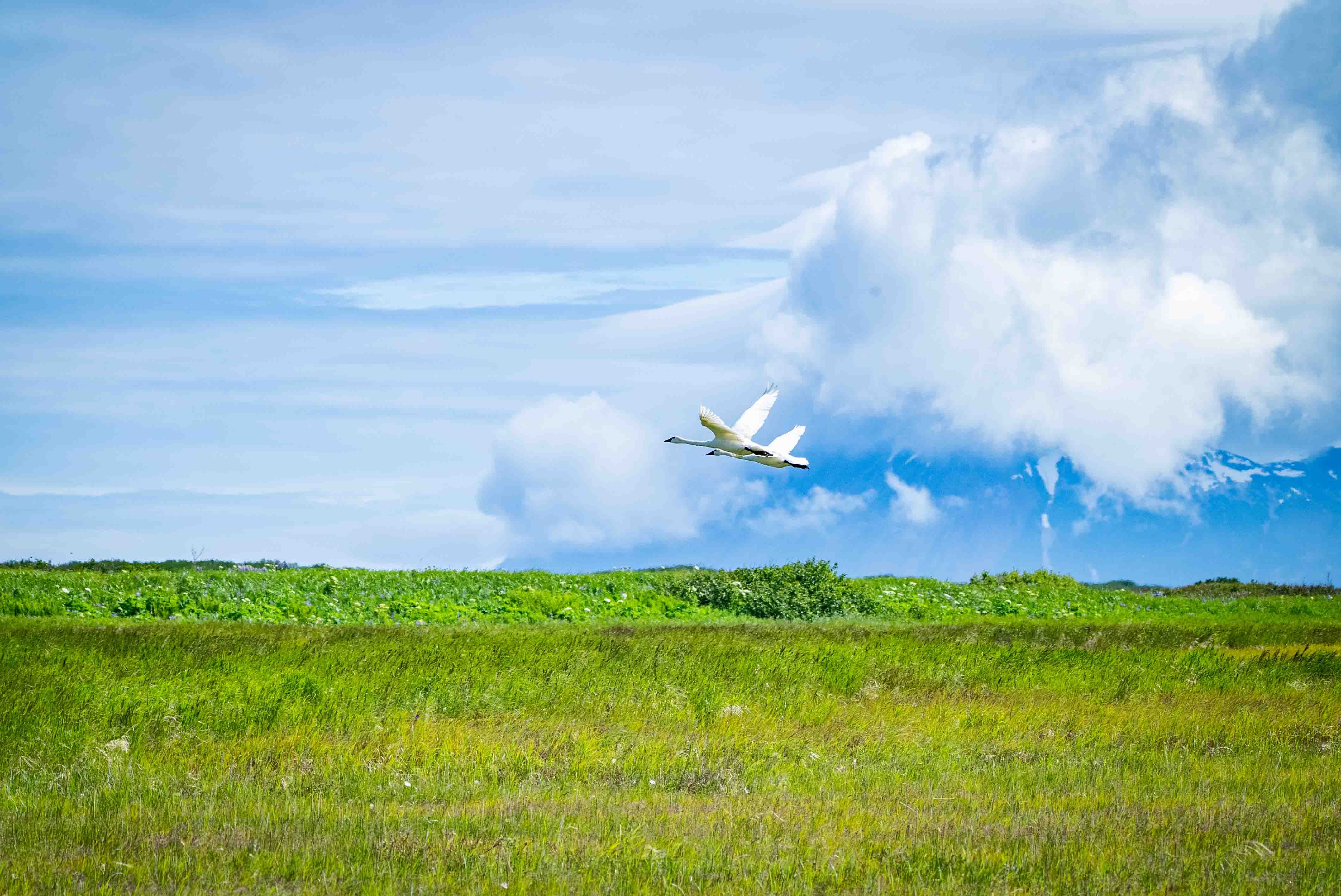 Tundra Swans Taking off in Katmai
