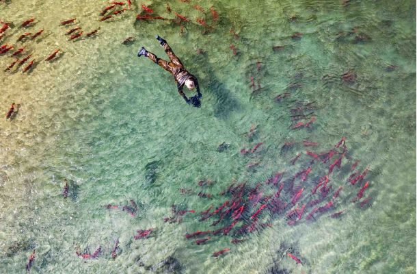 Snorkeling With Salmon