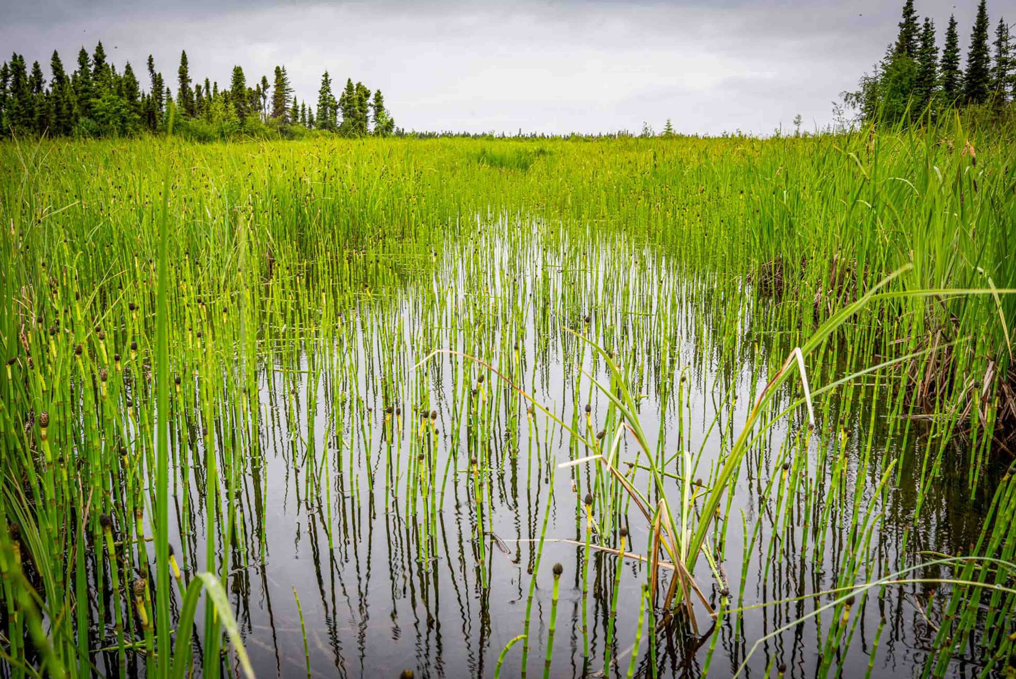 Lake Clark National Park Tundra 