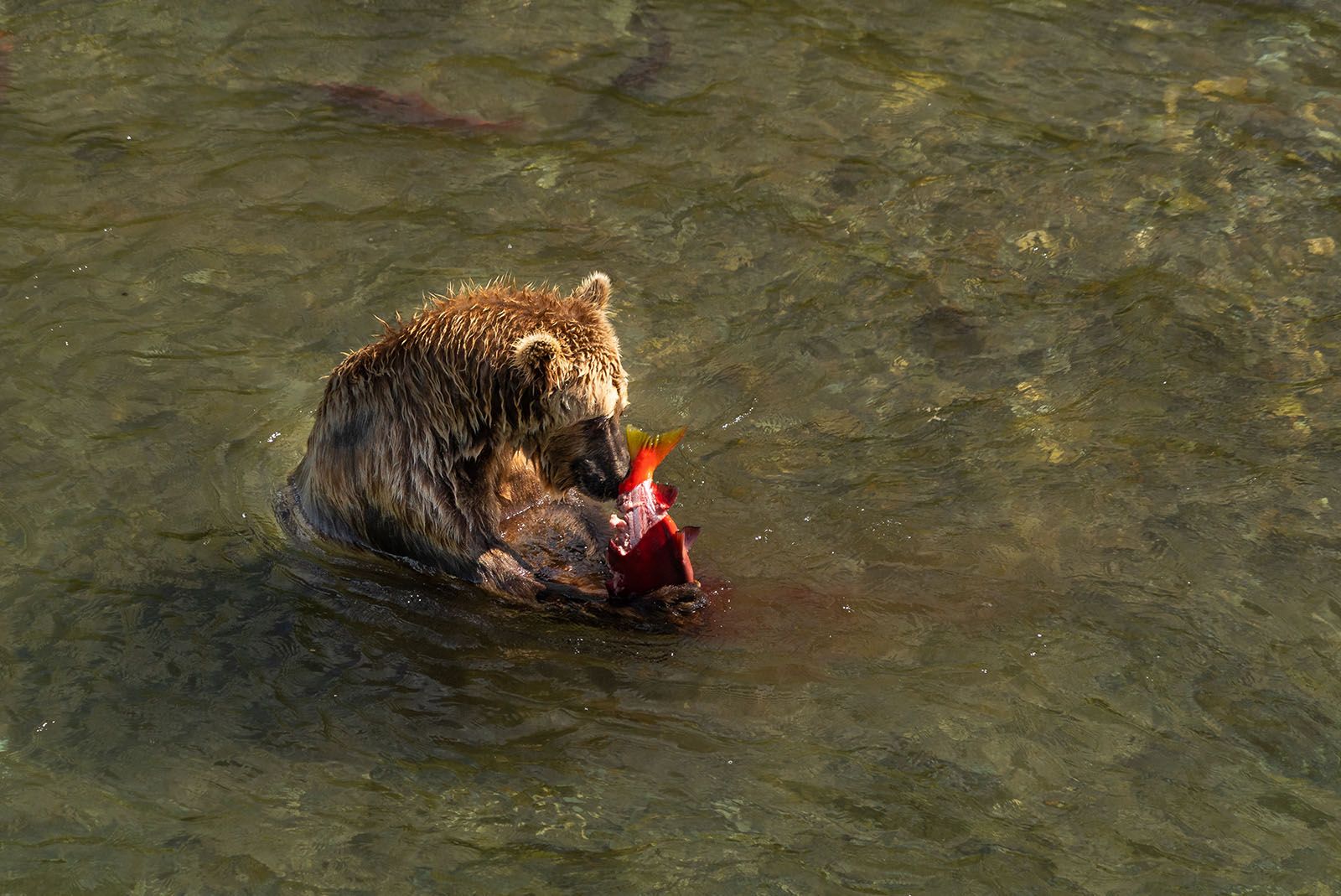 Brown bear eating a sockeye salmon mid river