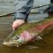 Rainbow Trout Fishing on the Tazinimia River 