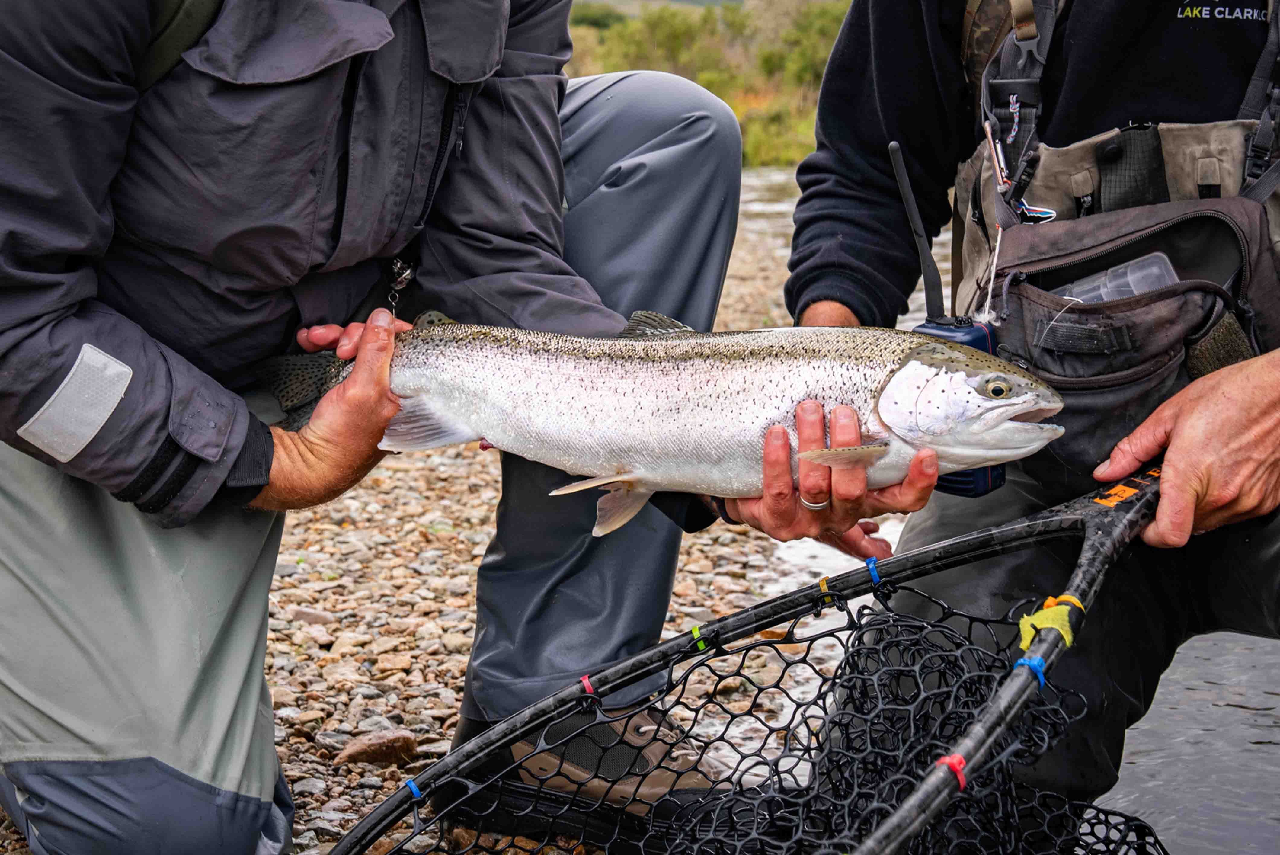 Sight Fishing for Trophy Alaskan Rainbow Trout