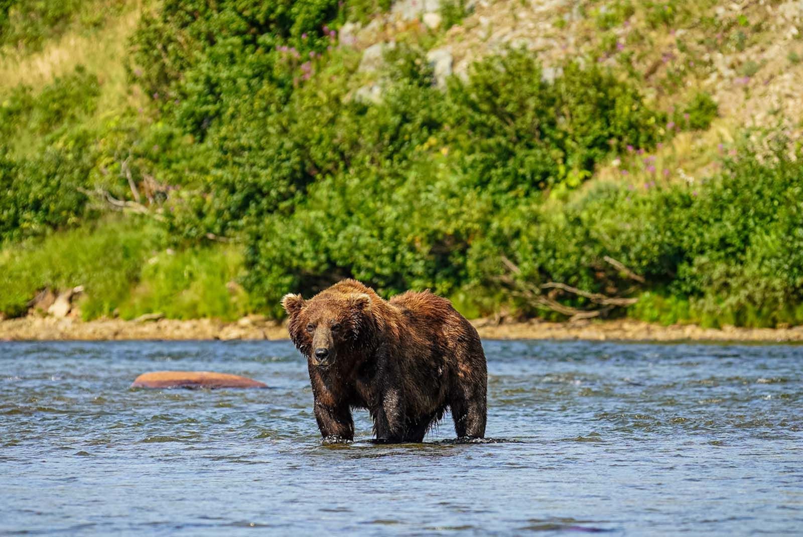 Male brown bear fishing 