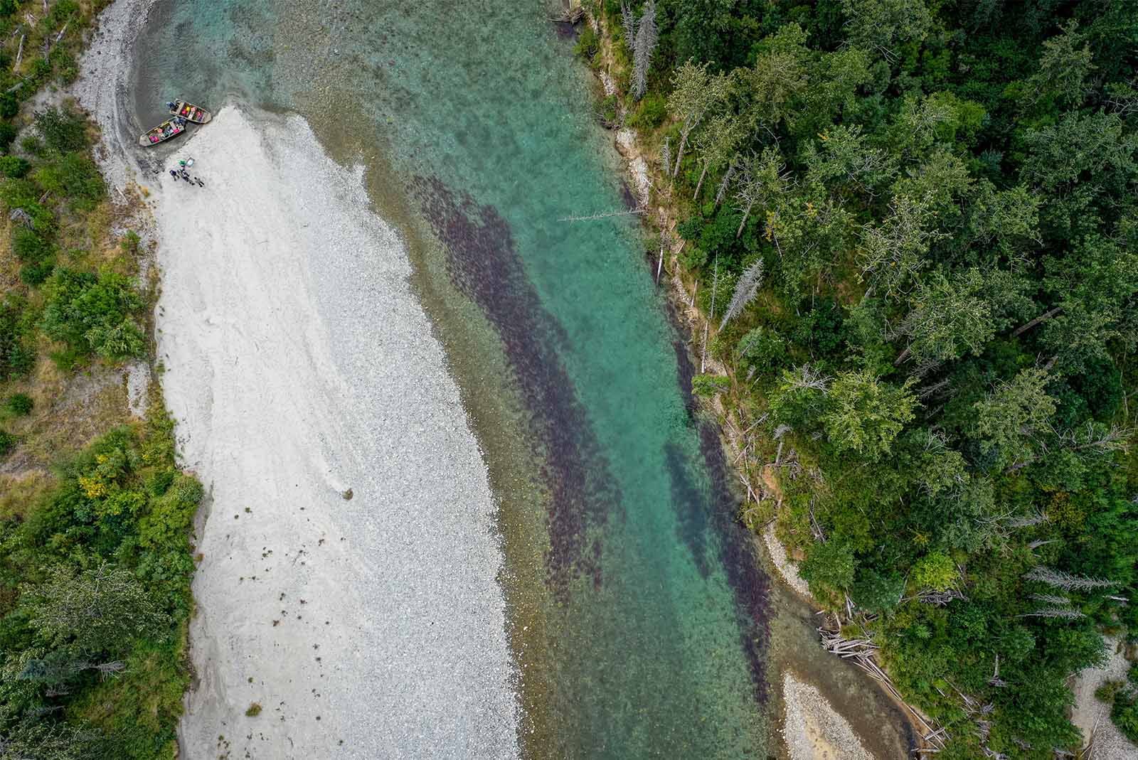 Aerial perspective of thousands of sockeye salmon