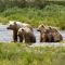 Family of Brown Bears Sitting on a River Bank