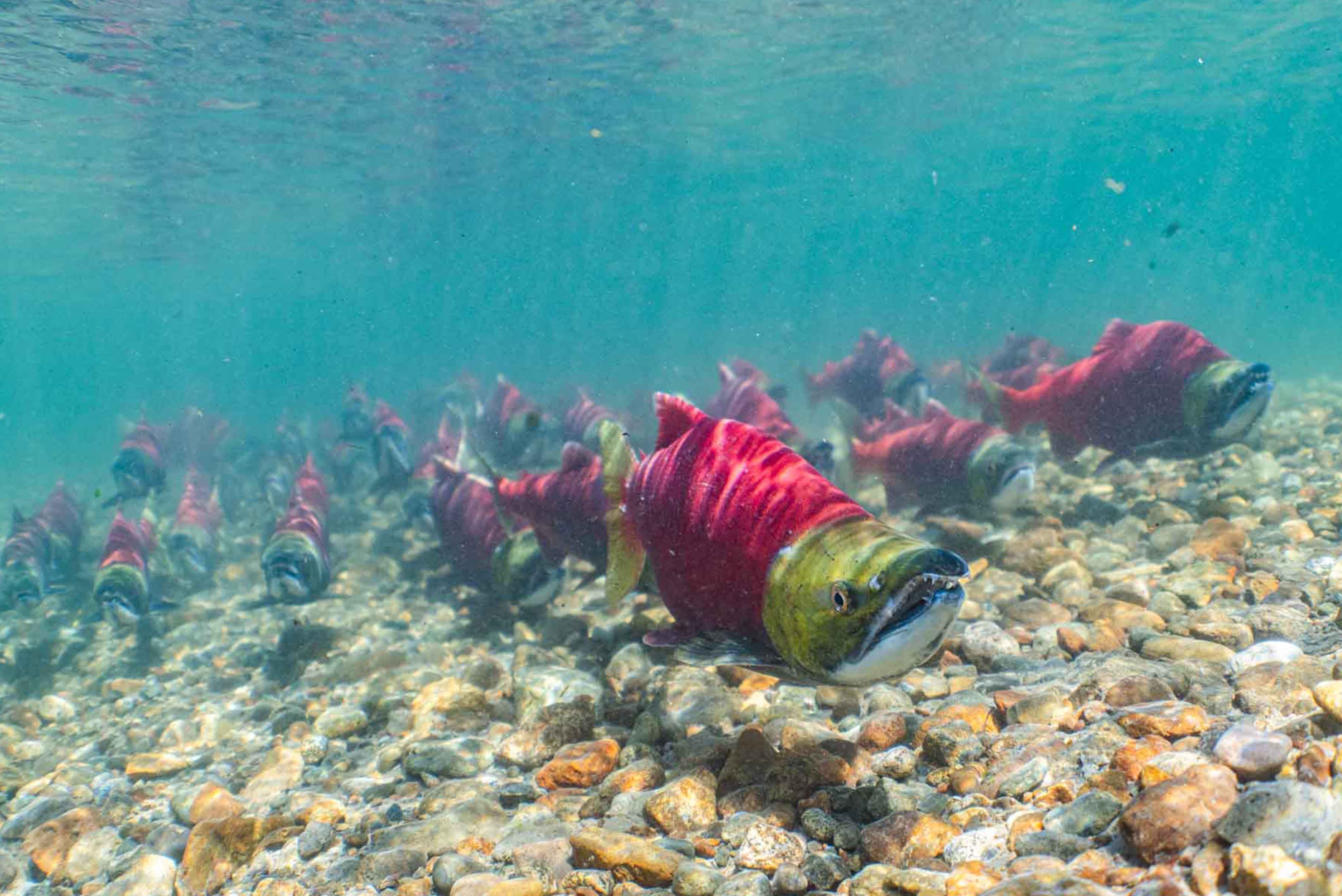 Sockeye Salmon Running Up River in Katmai National Park 
