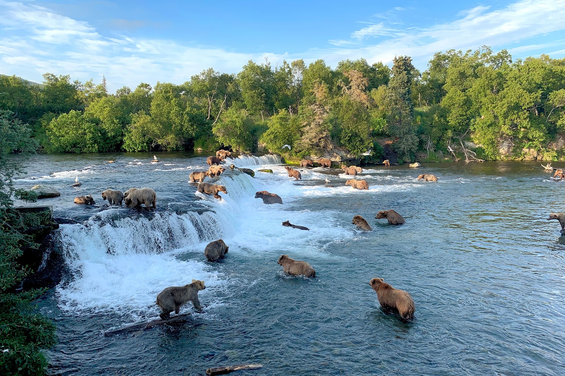 Dozens of brown bears fishing at Brooks Falls