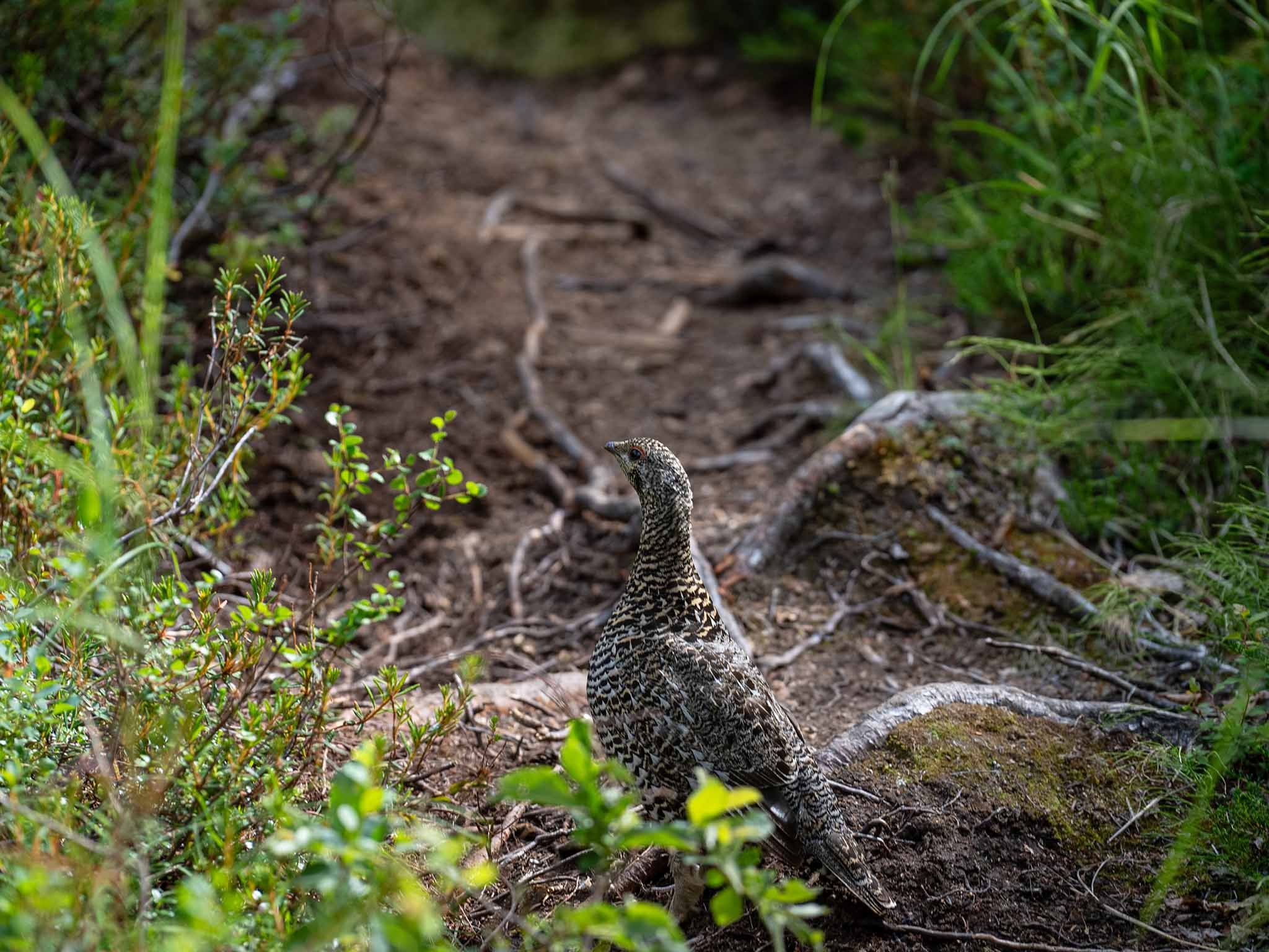 Spruce Grouse in Lake Clark National Park 