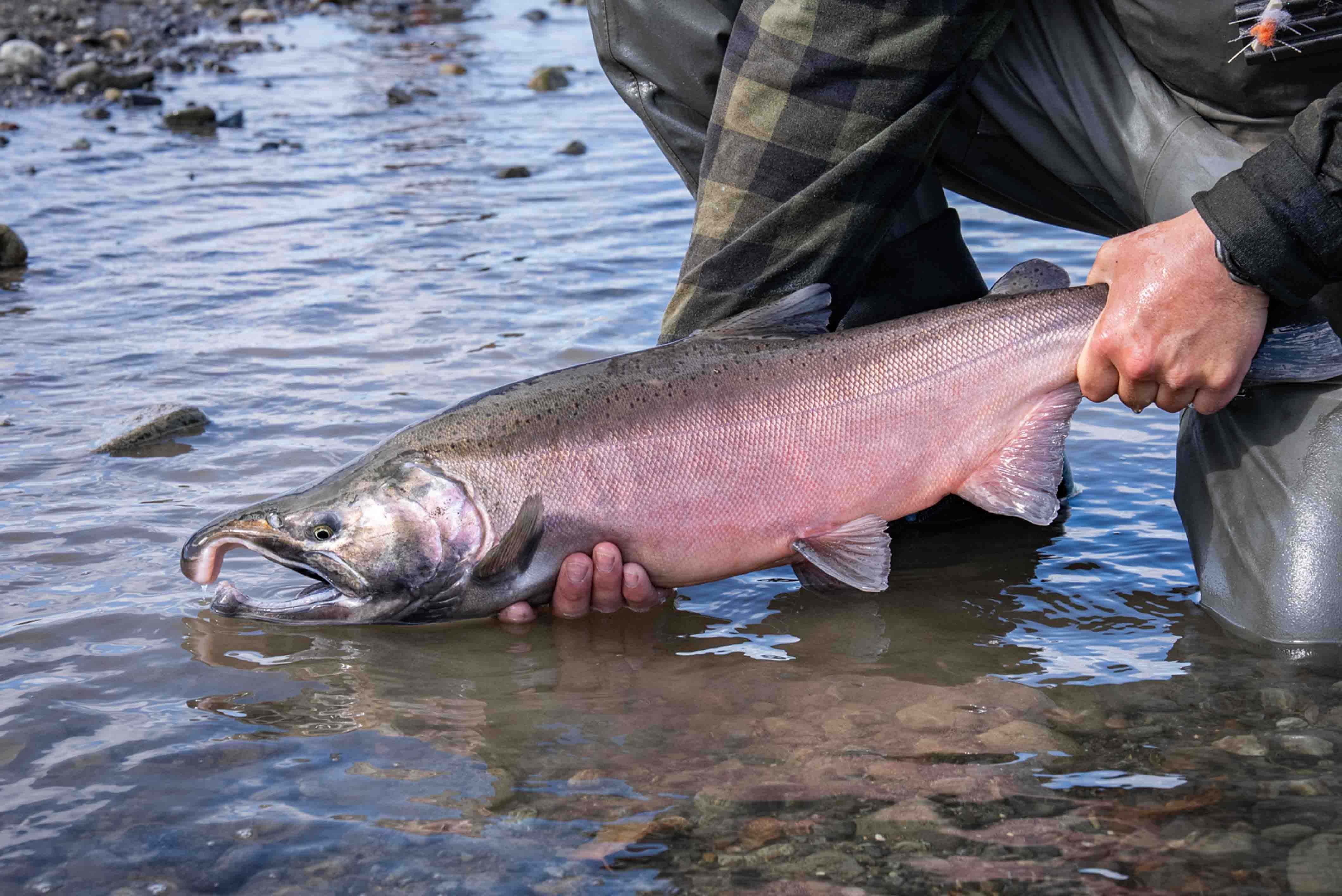 Male Coho Salmon Lake Clark National park 