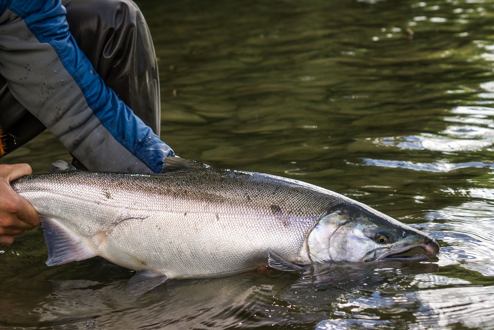 Fishing Near Lake Clark National Park | Alaska