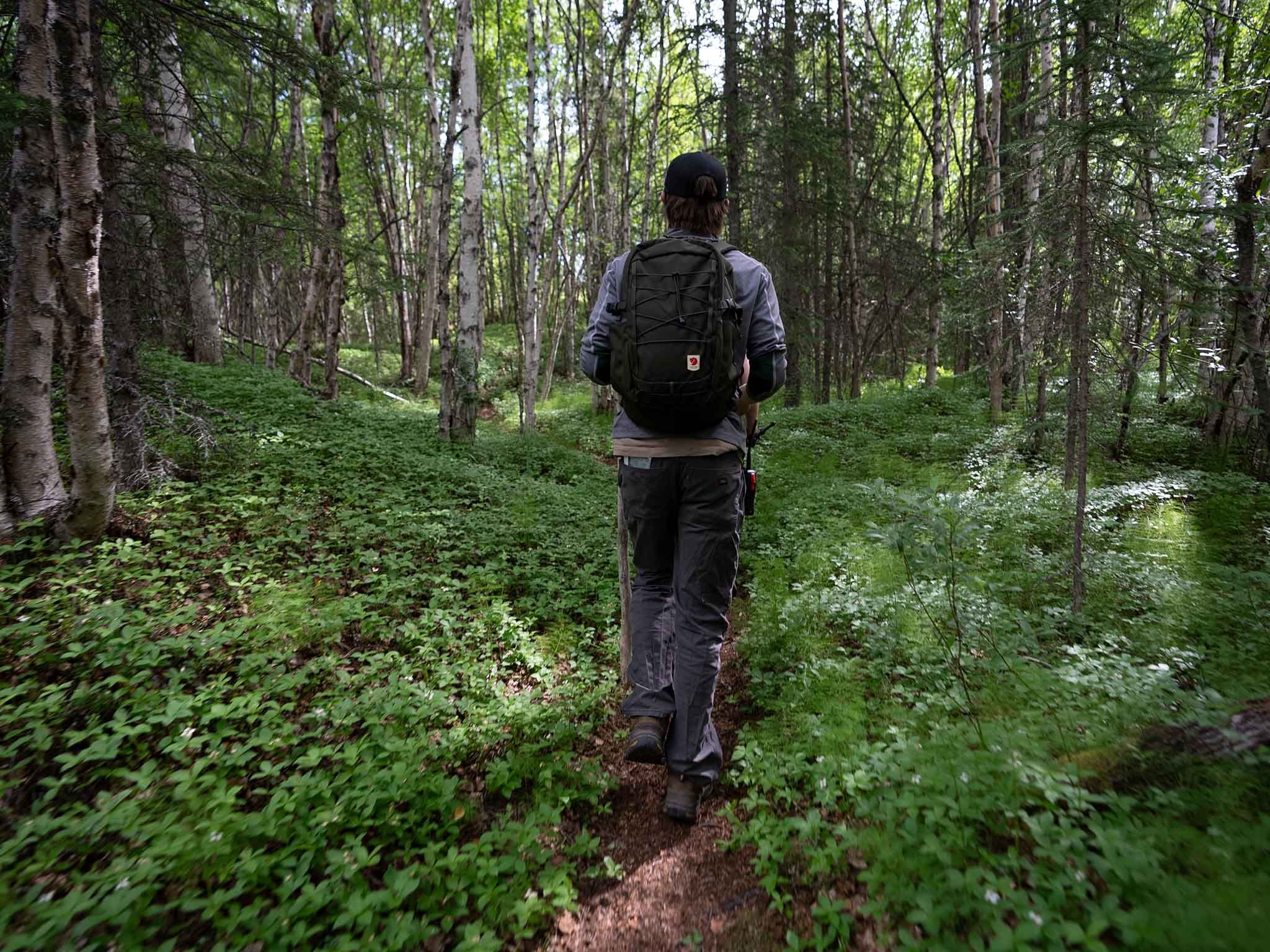 Beaver Pond Loop Trail Hike in Lake Clark National Park 